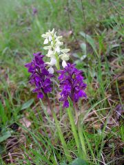 Anacamptis morio (L.) R.M. Bateman, Pridgeon & M.W. Chase