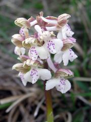 Anacamptis morio (L.) R.M. Bateman, Pridgeon & M.W. Chase