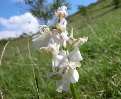 Anacamptis morio (L.) R.M. Bateman, Pridgeon & M.W. Chase