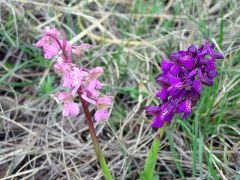 Anacamptis morio (L.) R.M. Bateman, Pridgeon & M.W. Chase