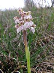 Anacamptis morio (L.) R.M. Bateman, Pridgeon & M.W. Chase