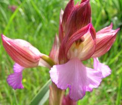 Anacamptis papilionacea (L.) R.M. Bateman, Pridgeon & M.W. Chase