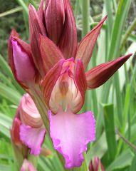 Anacamptis papilionacea (L.) R.M. Bateman, Pridgeon & M.W. Chase