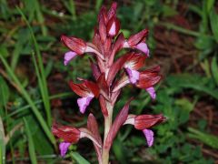 Anacamptis papilionacea (L.) R.M. Bateman, Pridgeon & M.W. Chase