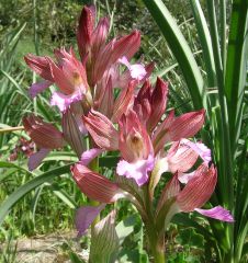 Anacamptis papilionacea (L.) R.M. Bateman, Pridgeon & M.W. Chase