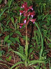 Anacamptis papilionacea (L.) R.M. Bateman, Pridgeon & M.W. Chase