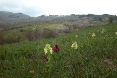 Dactylorhiza sambucina (L.) Soò