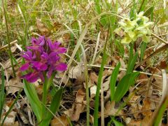 Dactylorhiza sambucina (L.) Soò