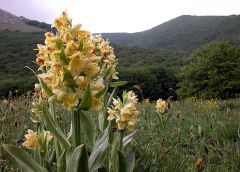 Dactylorhiza sambucina (L.) Soò