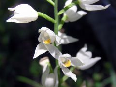 Cephalanthera longifolia (L.) Fritsch