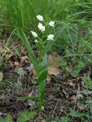 Cephalanthera longifolia (L.) Fritsch