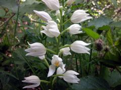 Cephalanthera longifolia (L.) Fritsch