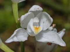 Cephalanthera longifolia (L.) Fritsch