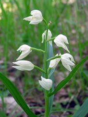 Cephalanthera longifolia (L.) Fritsch