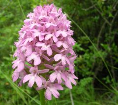 Anacamptys pyramidalis (L.) Rich.