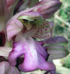 Barlia robertiana (Loisel.) Greunter