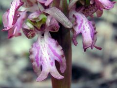 Barlia robertiana (Loisel.) Greunter