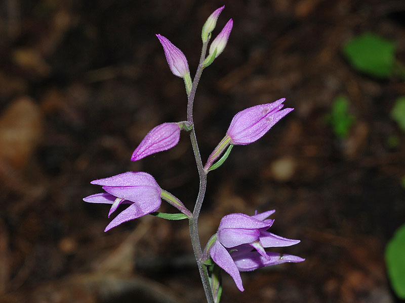 Cephalanthera rubra (L.) Rich. 