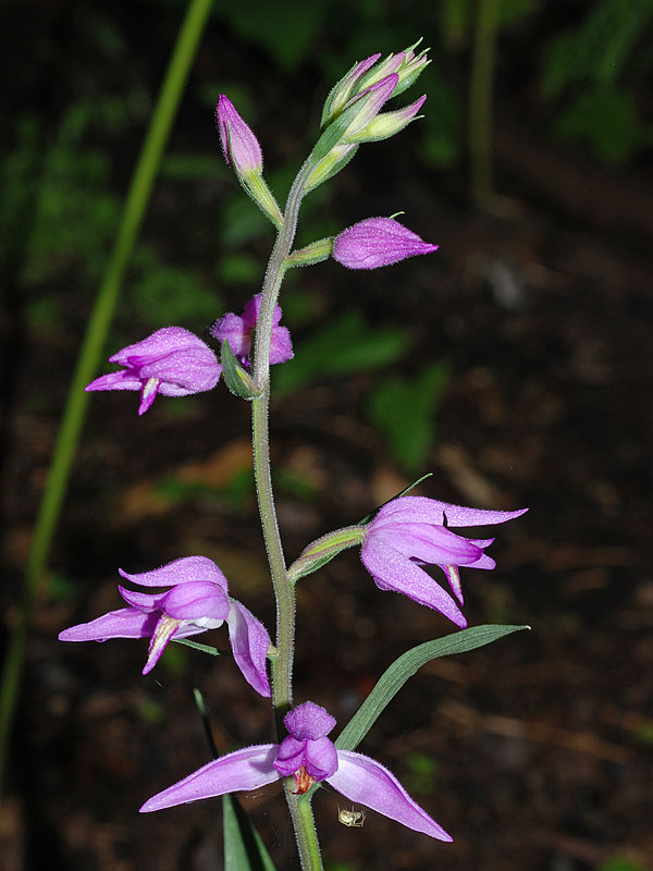 Cephalanthera rubra (L.) Rich. 