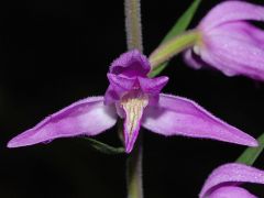 Cephalanthera rubra (L.) Rich. 