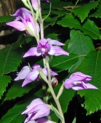 Cephalanthera rubra (L.) Rich. 