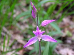 Cephalanthera rubra (L.) Rich. 