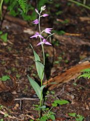 Cephalanthera rubra (L.) Rich. 