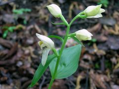 Cephalanthera damasonium (Mill.) Druce