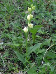 Cephalanthera damasonium (Mill.) Druce