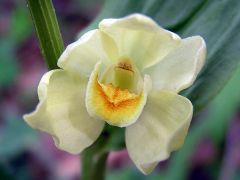 Cephalanthera damasonium (Miller) Druce