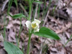 Cephalanthera damasonium (Mill.) Druce