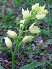 Cephalanthera damasonium (Mill.) Druce