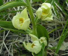 Cephalanthera damasonium (Mill.) Druce