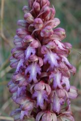 Barlia robertiana (Loisel.) Greunter