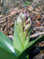 Barlia robertiana (Loisel.) Greunter