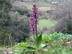 Barlia robertiana (Loisel.) Greunter