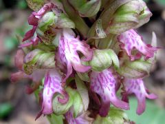 Barlia robertiana (Loisel.) Greunter