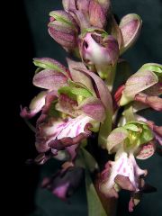 Barlia robertiana (Loisel.) Greunter