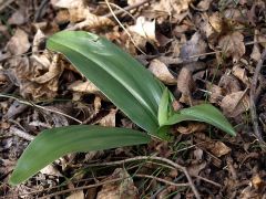 Barlia robertiana (Loisel.) Greunter