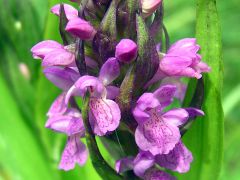 Dactylorhiza incarnata subsp. incarnata (L.) Soò