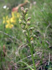 Coeloglossum viride (L.) Hartm.