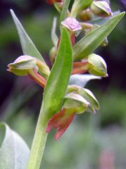 Coeloglossum viride (L.) Hartm.