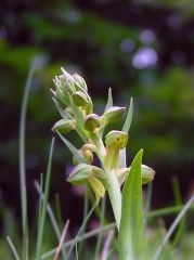 Coeloglossum viride (L.) Hartm.