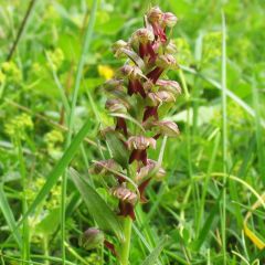 Coeloglossum viride (L.) Hartm.