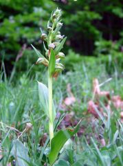 Coeloglossum viride (L.) Hartm.