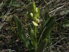 Dactylorhiza insularis (Sommier) Landwehr 