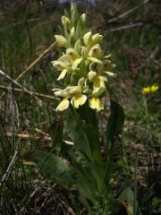 Dactylorhiza insularis (Sommier) Landwehr 