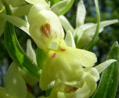 Dactylorhiza insularis (Sommier) Landwehr 