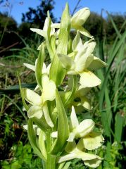 Dactylorhiza insularis (Sommier) Landwehr 