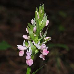 Dactylorhiza romana subsp. romana (Sebastian.) Soò